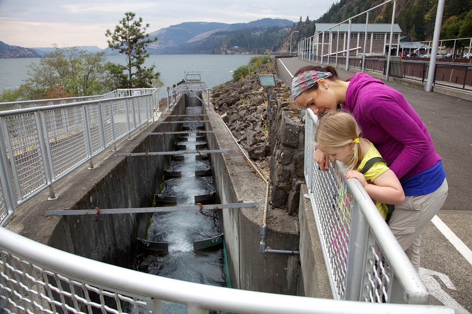 Basin daughter family
