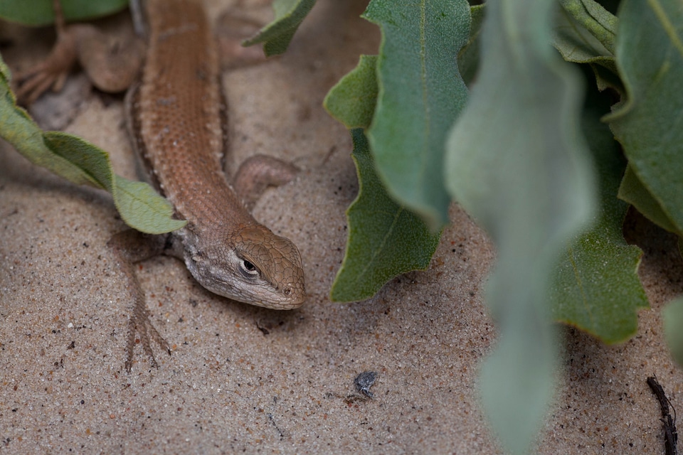 Animal Artemisia tridentata lizard