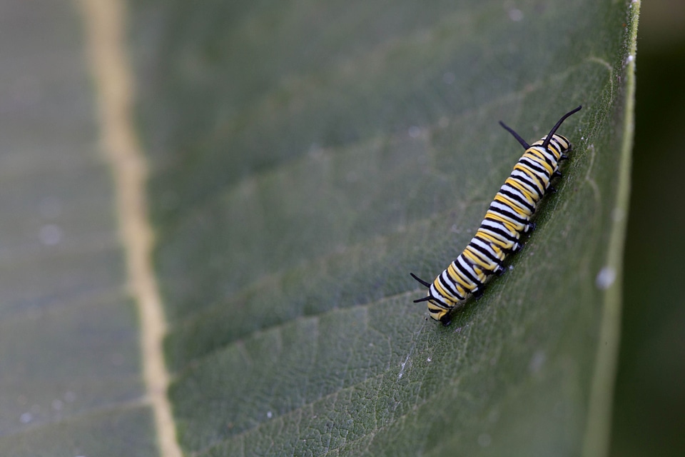 Bug butterfly larva