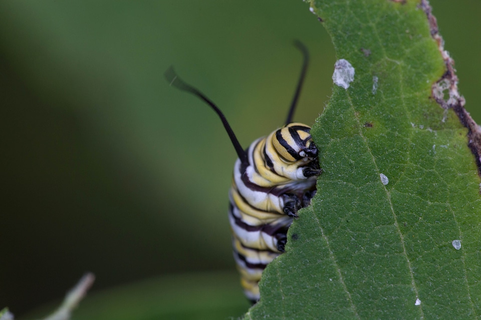 Animal beautiful photo bug