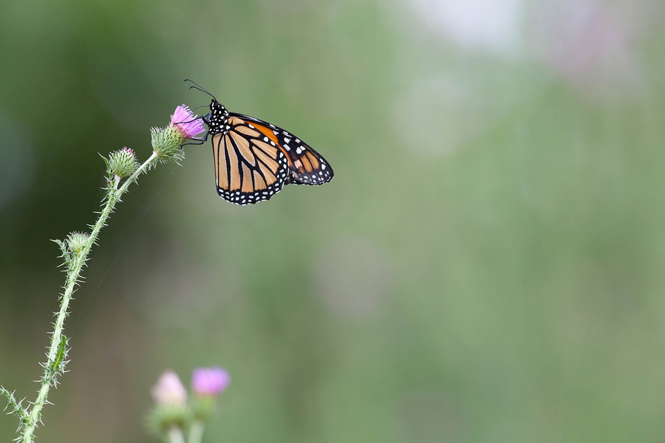 Animal blossoming bug
