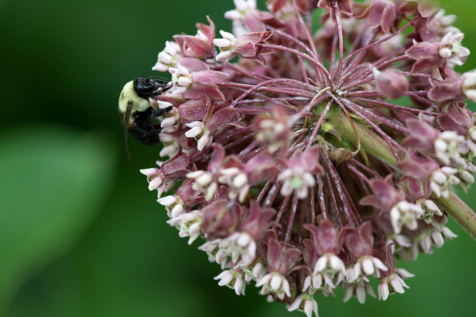 Blossoming crops perennial