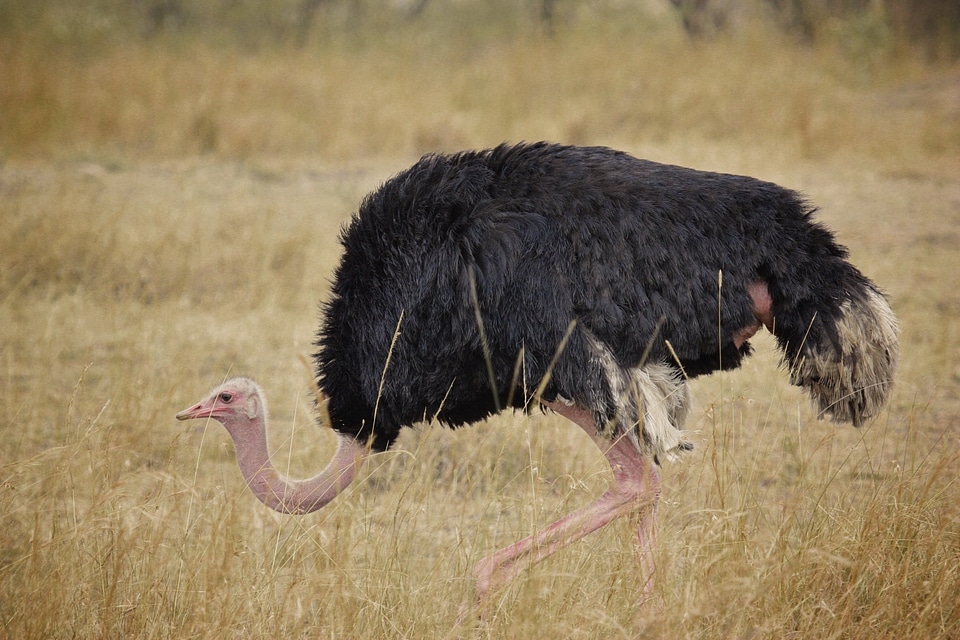 South africa wild nature