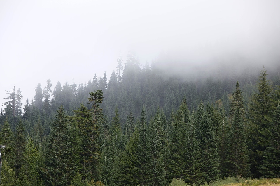 Evergreen foggy lumber