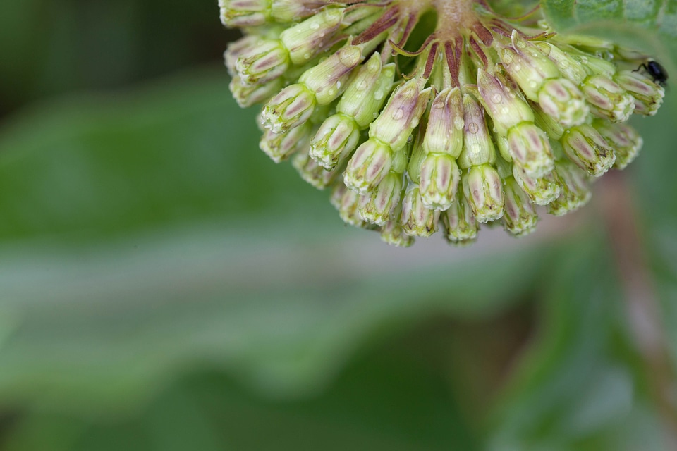 Asclepias Syriaca flora nature