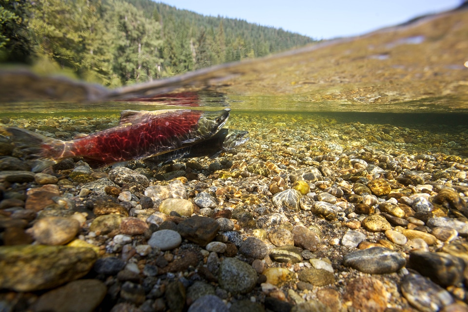 Fish salmon spawn