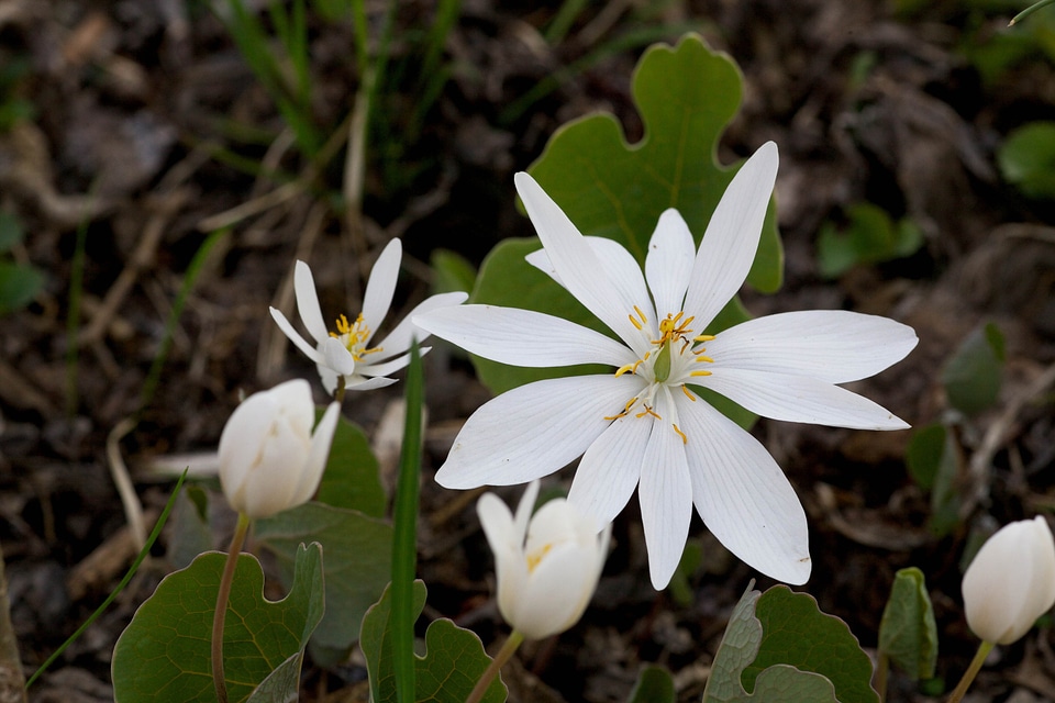 Blossom Sanguinaria papaveraceae white