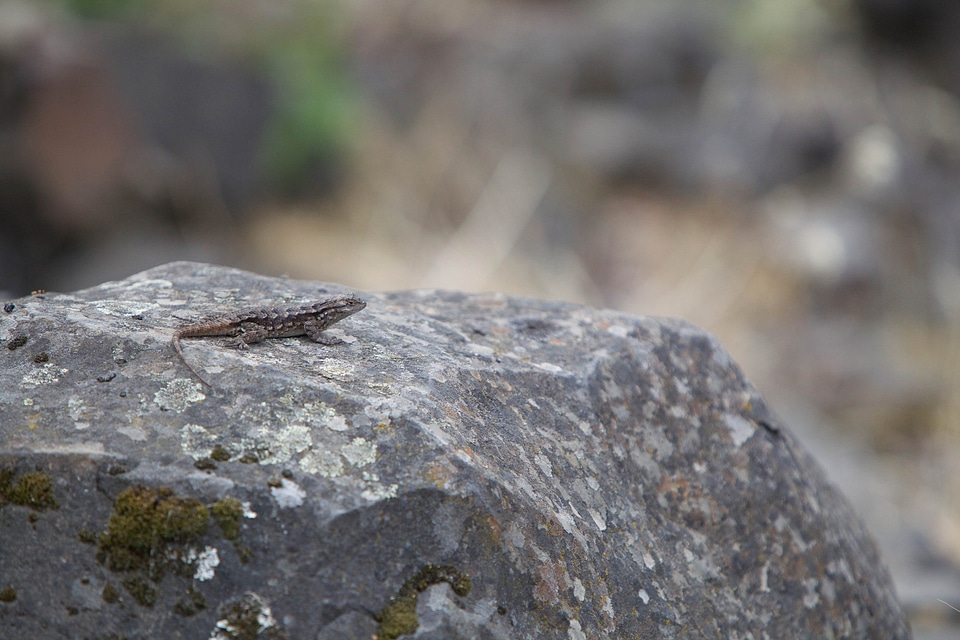 Animal lizard reptile