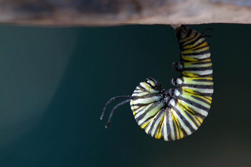 Bug butterfly close