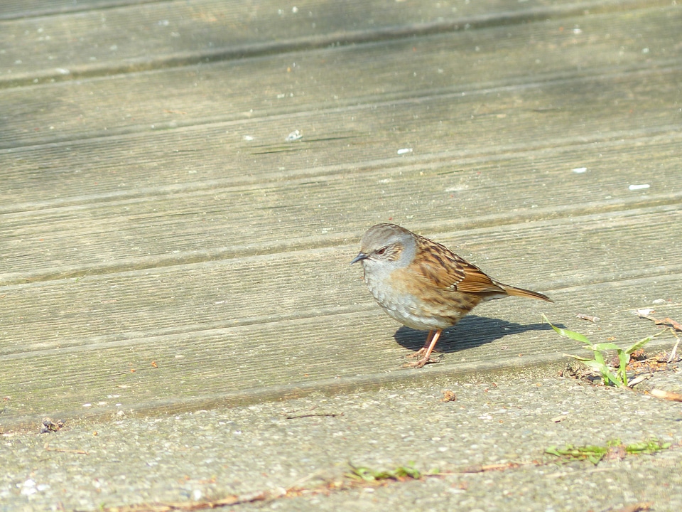 Brown retired prunella modularis