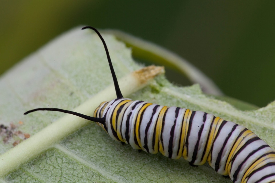 Beautiful Photo bug chief