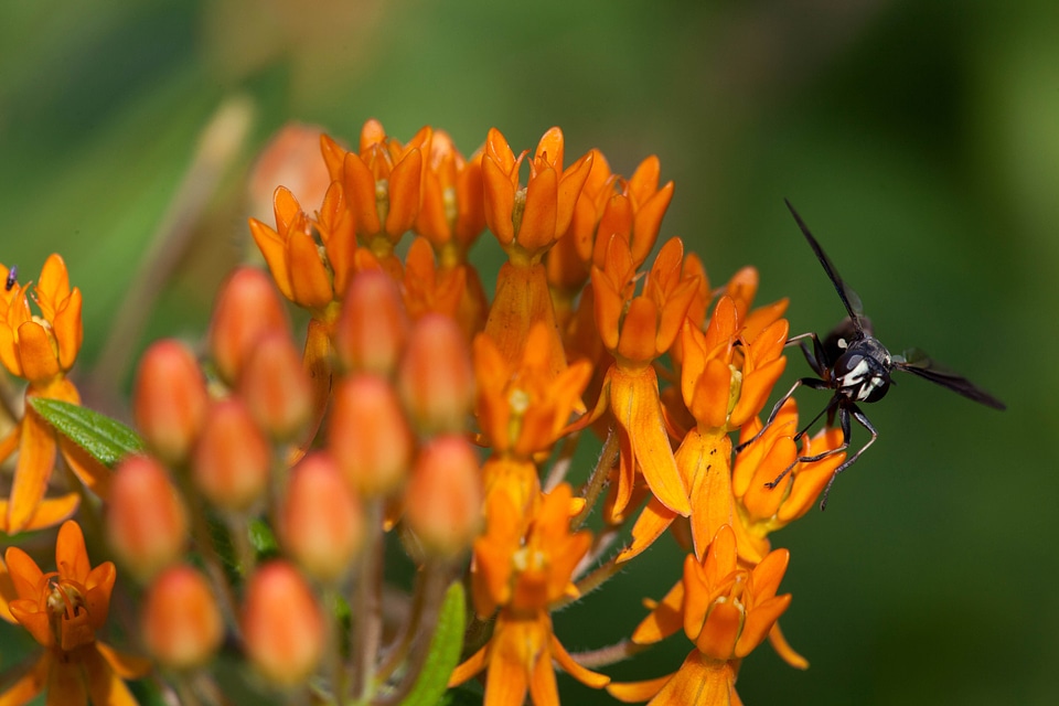 Blossom bug grass plants