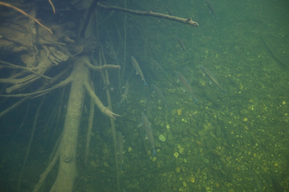 Fish Oncorhynchus nerka salmon
