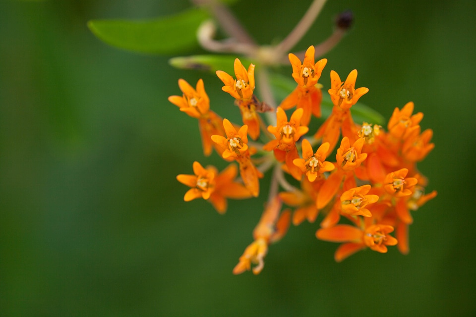 Blossoming close grass plants