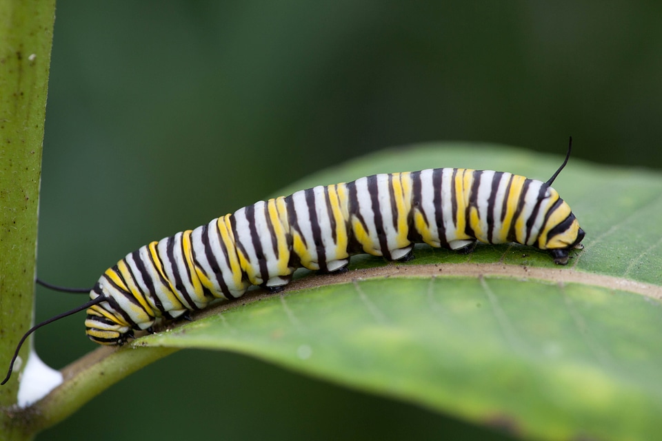 Bug butterfly larva