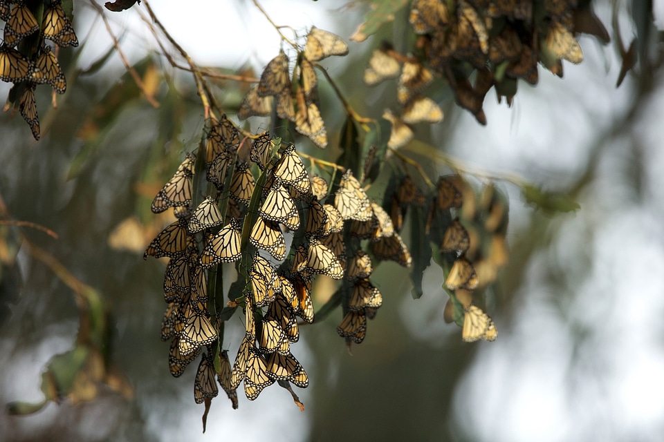 Bug butterfly monarch