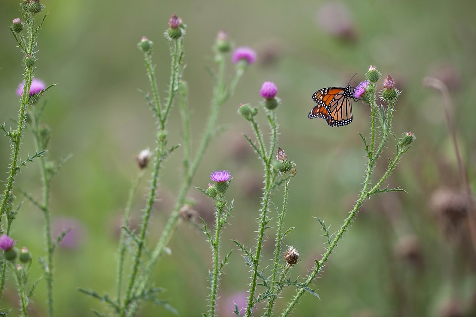 Bug butterfly monarch