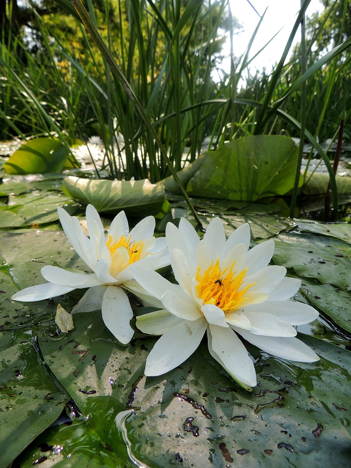Water lake rose white