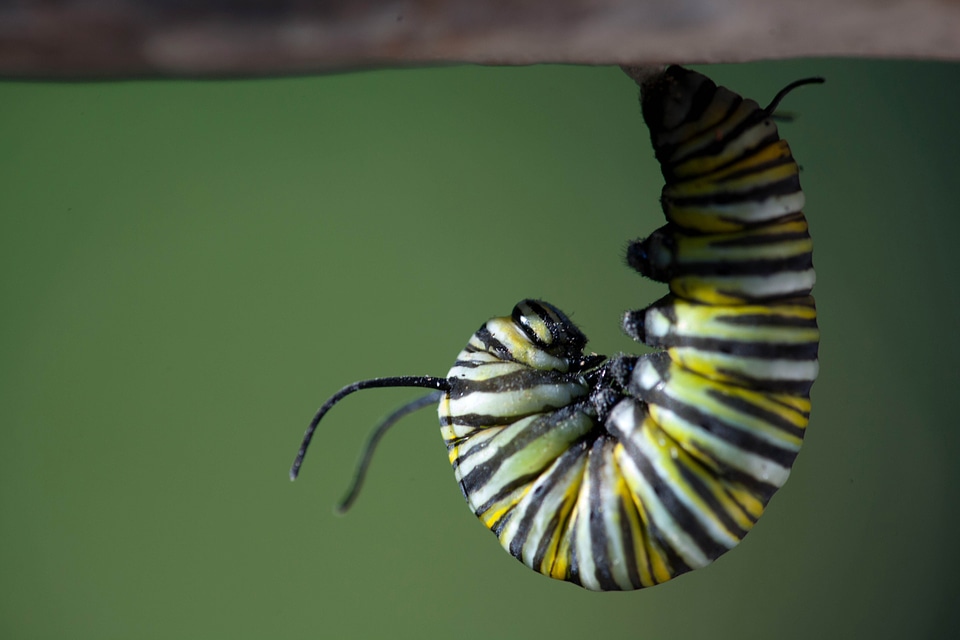 Beautiful Photo bug chief