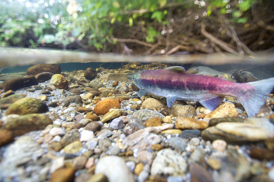 Fish Oncorhynchus nerka river