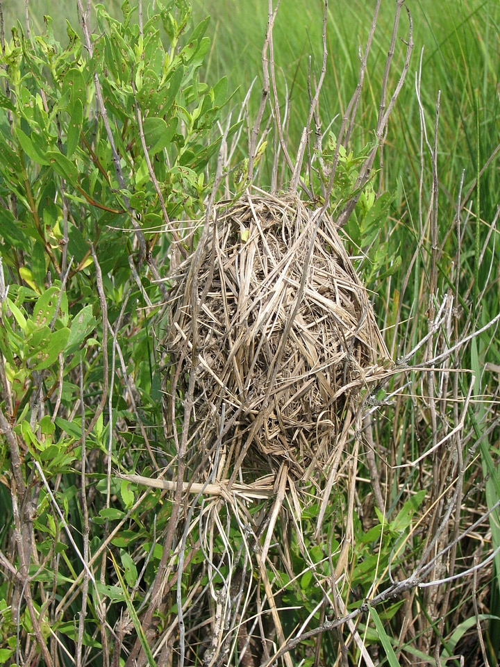 Action crops grass plants