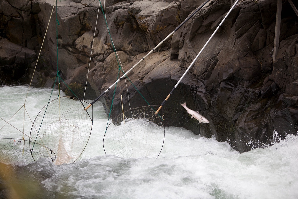 Arroyo fish fishery