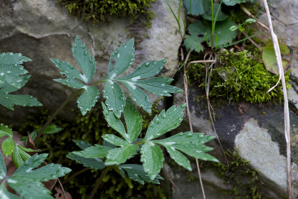 Earth forest grass plants