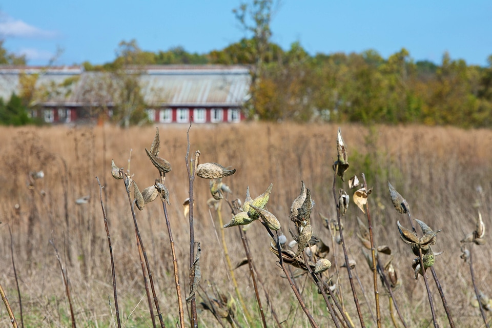 Asclepias Syriaca barn farm
