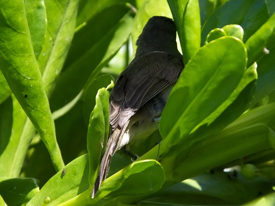 Bird green greenery