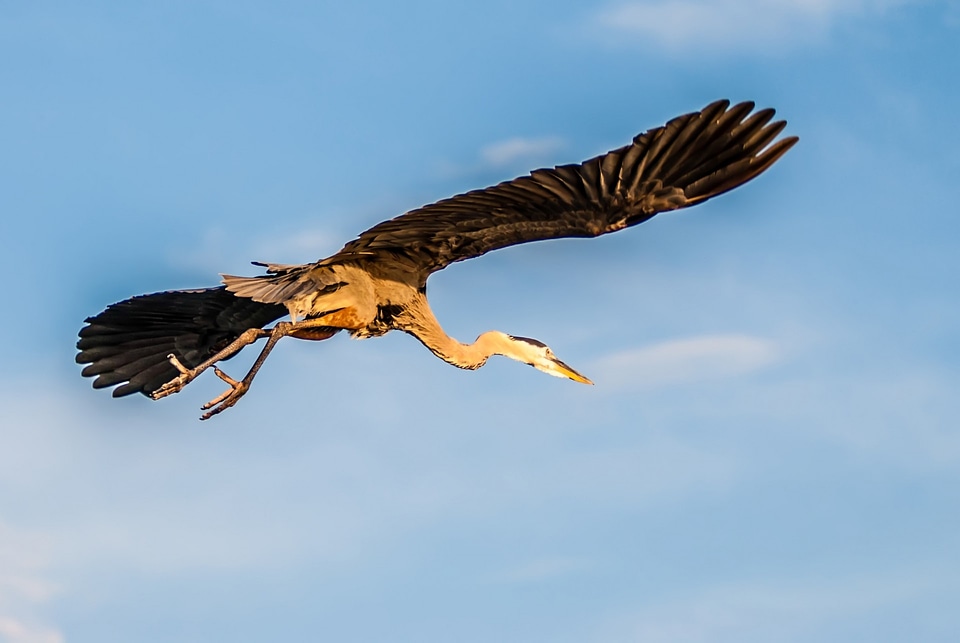 Bird fly wings