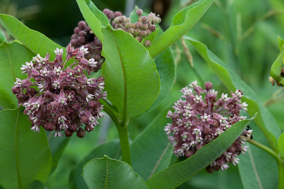 Asclepias Syriaca blossoming grass plants
