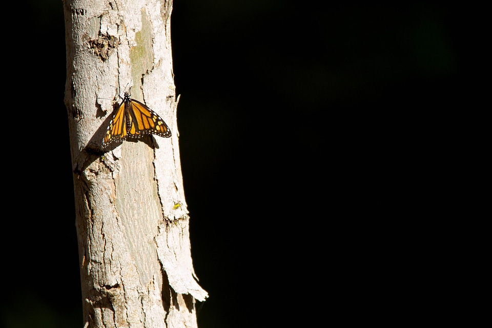 Bug butterfly evening