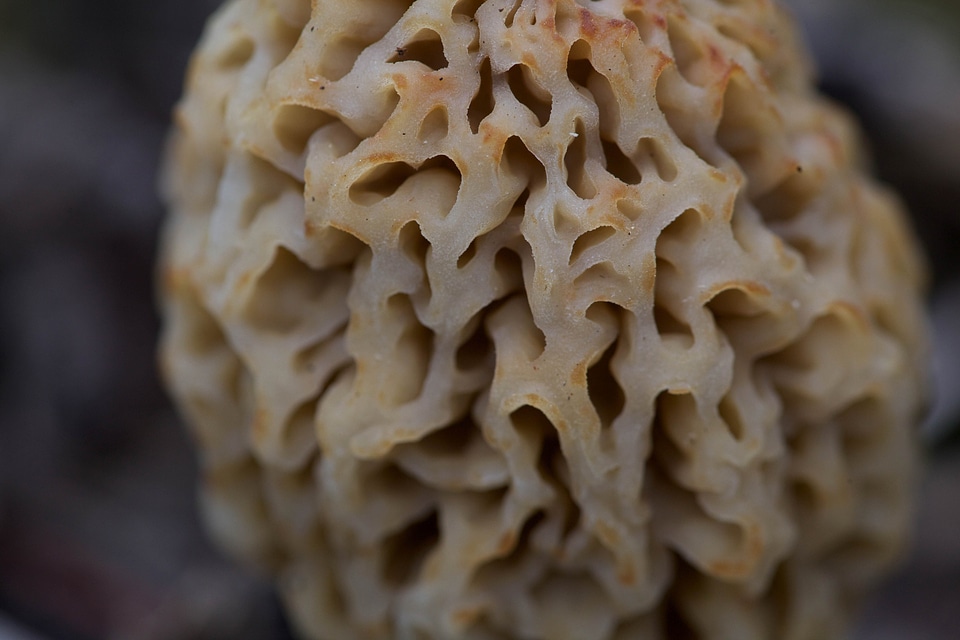 Agaric flora Morchella esculenta