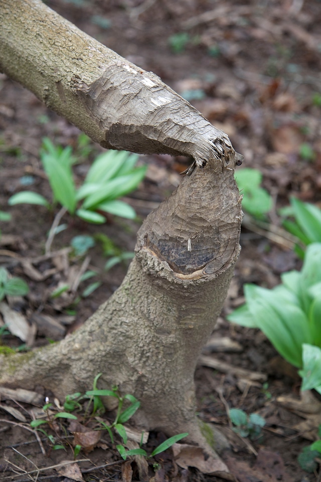 Beaver lumber tree