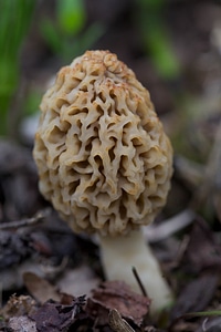 Agaric flora leaves