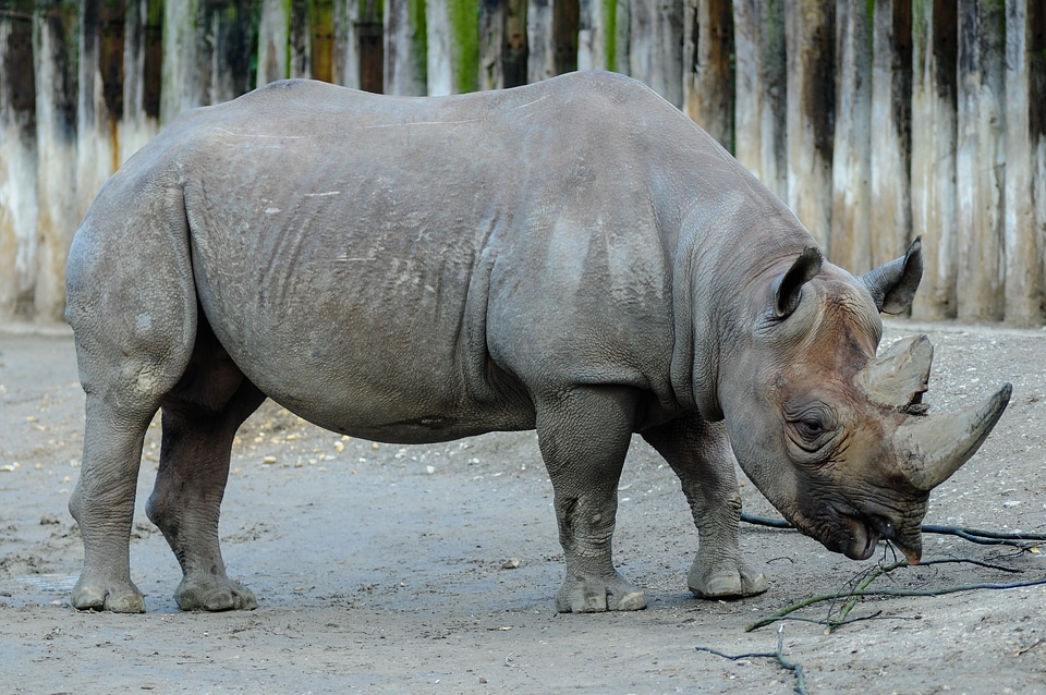 Africa animal wild
