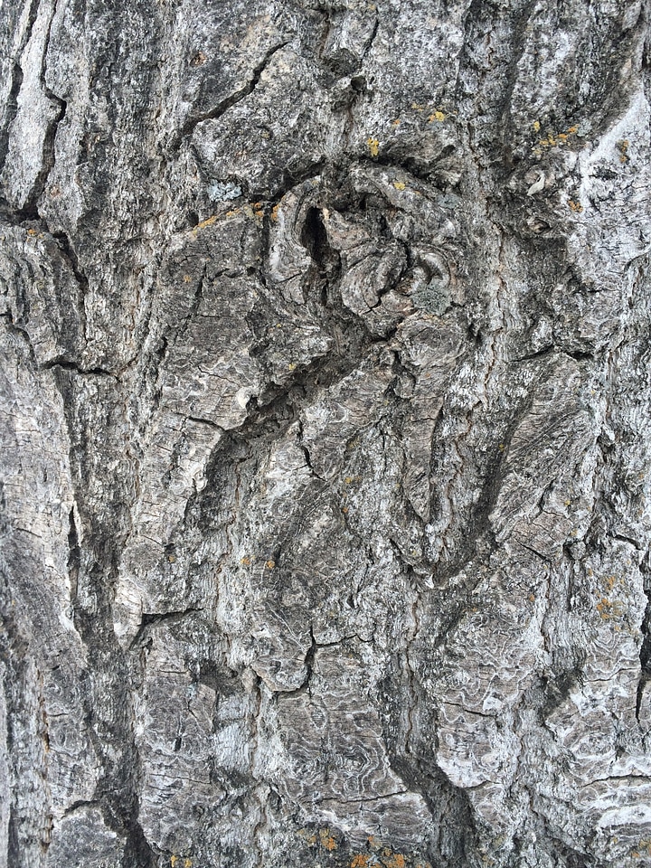 Gray texture nature