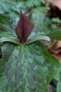 Blossom feather native