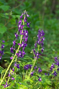 Blue flowers leaves