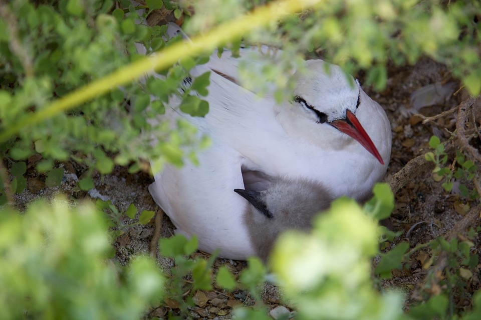 Bird chick nest photo