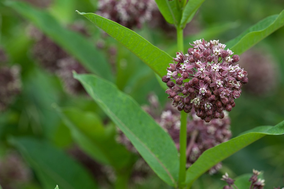 Blossom blossoming grass plants