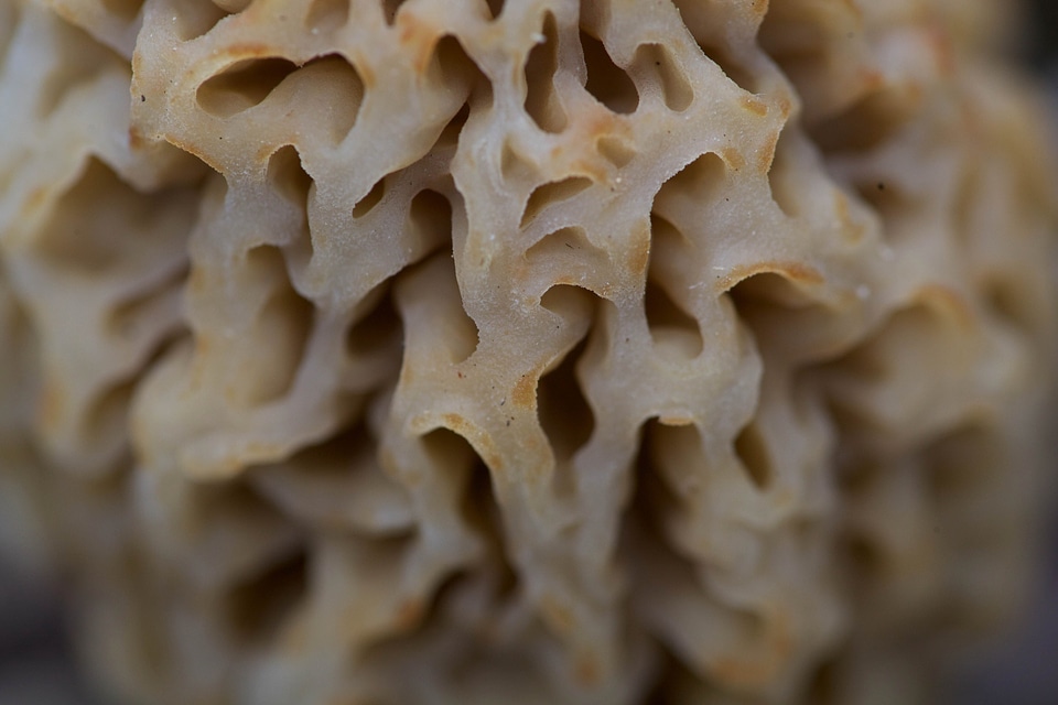 Agaric beautiful photo macro