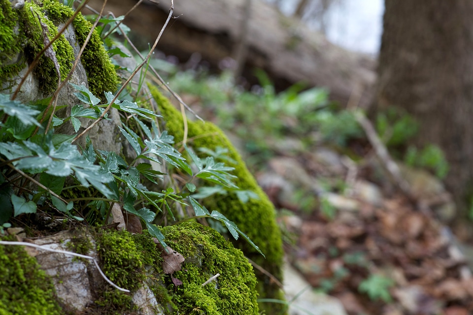 Forest lumber nature