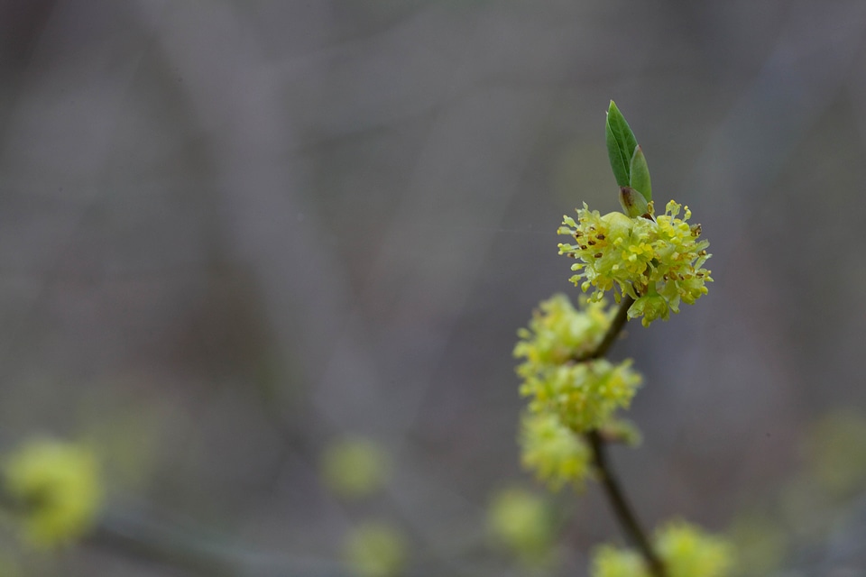 Allspice common green