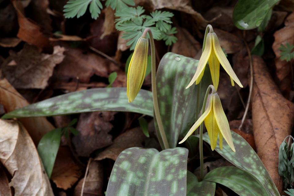 Blossoming flora lily
