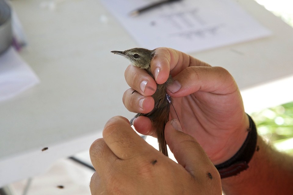 Bird hands holding