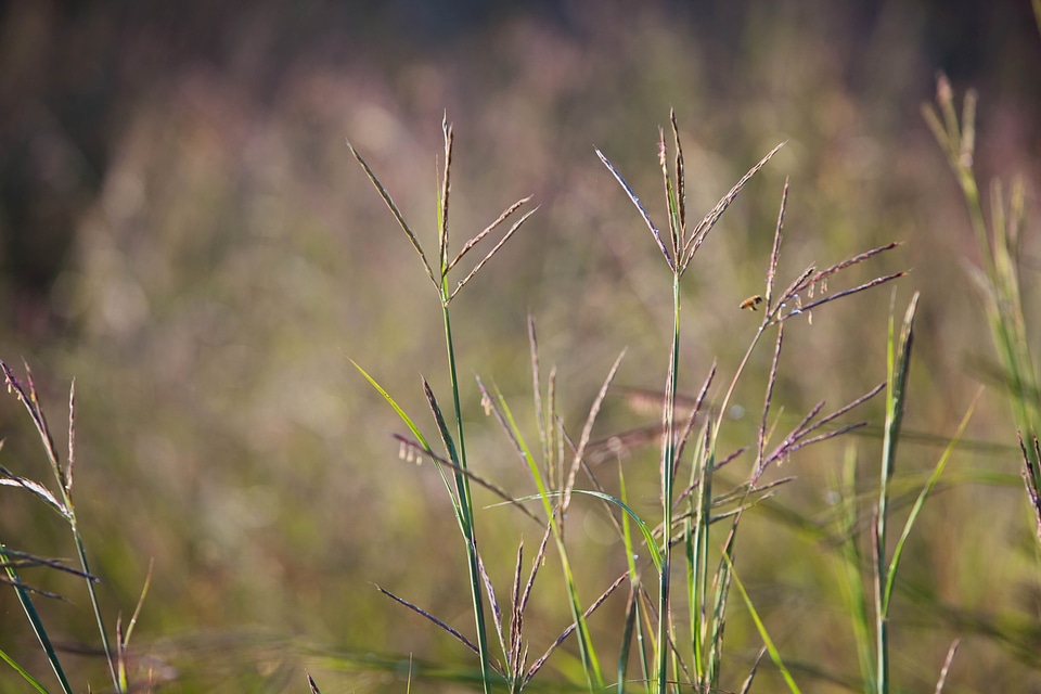 Grass Plants Poa sieberiana season