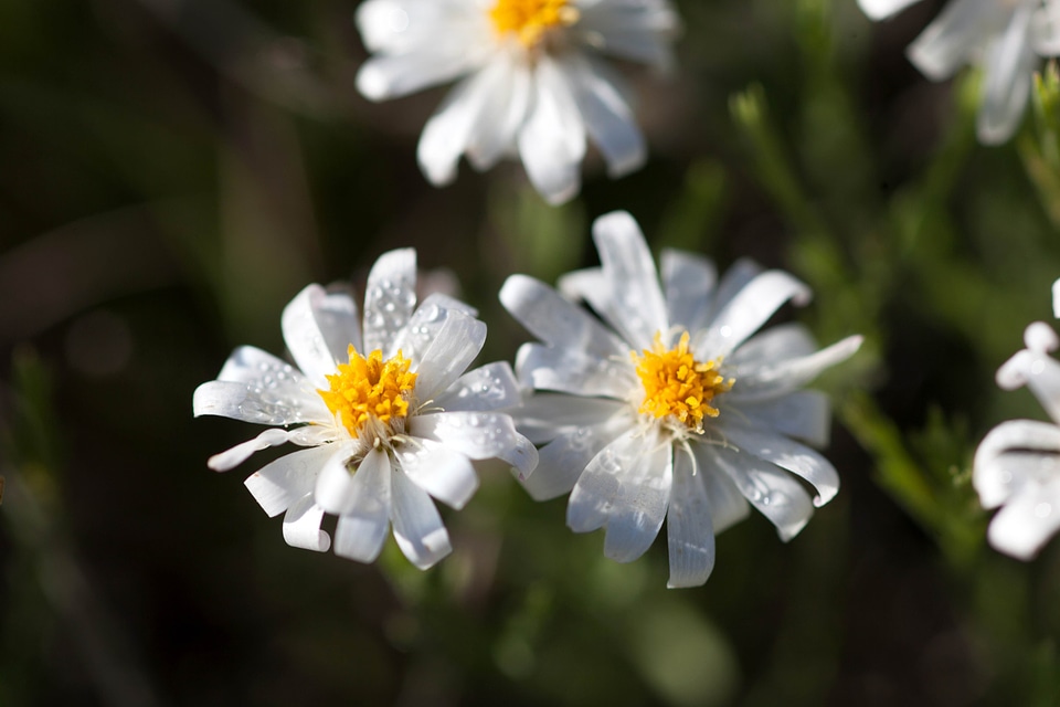 Beautiful Photo blossom blossoming