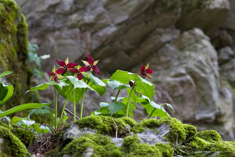 Blossoming plant red