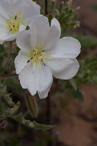 Bloom evening evening primrose photo